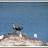 Leeman Sea Eagle update